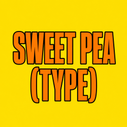 SWEET PEA (Type) 100 pk Wild Berry Incense